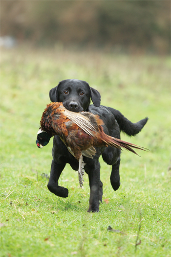 Top 10 Pheasant recipes: Pot Roast Pheasant with Fennel