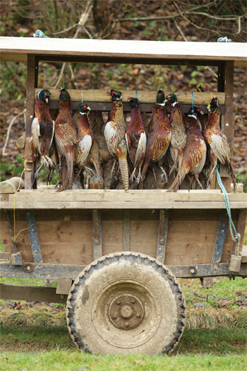 Top 10 Pheasant recipes