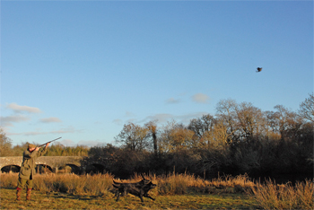 Hunting woodcock at Temple House in Ireland