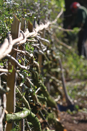 Hedgelaying