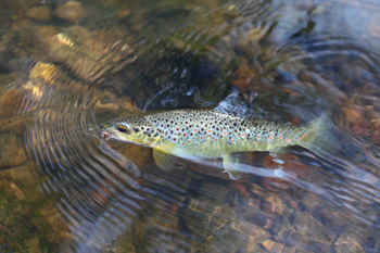 Fishing for early trout
