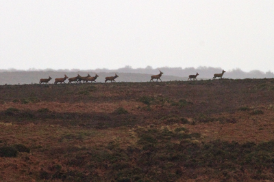 Hind hunting