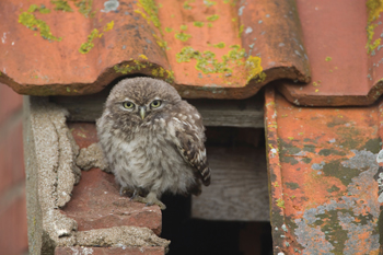 How can you encourage owls to nest?