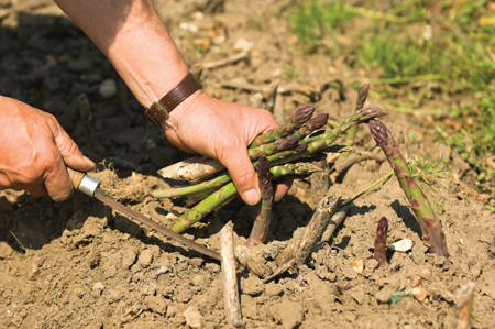 Grow your own Asparagus