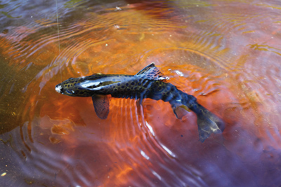 How to find trout