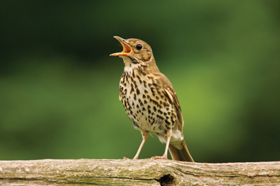 Birdsong: How to recognise bird calls