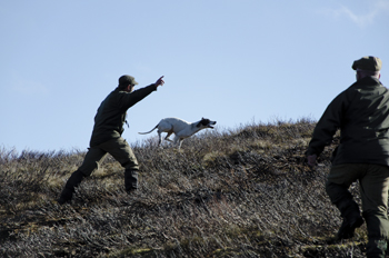 Amulree field trial on grouse. Pointers and setters at their best.