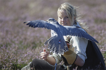 Totally devoted: falconry expert Emma Ford