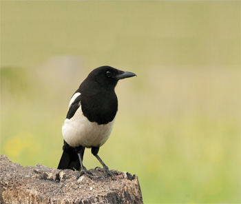 How to deter magpies