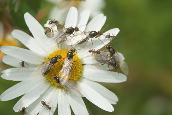 How to get rid of ants
