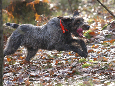 Inbreeding and line-breeding in working dogs