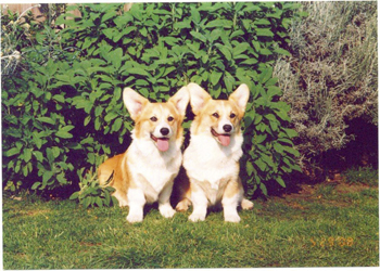 Does your pug put you in the fashionable frame? Are terriers tops? The best country house dogs
