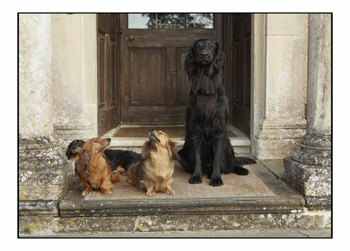 The ultimate country house dogs. Are terriers on top?